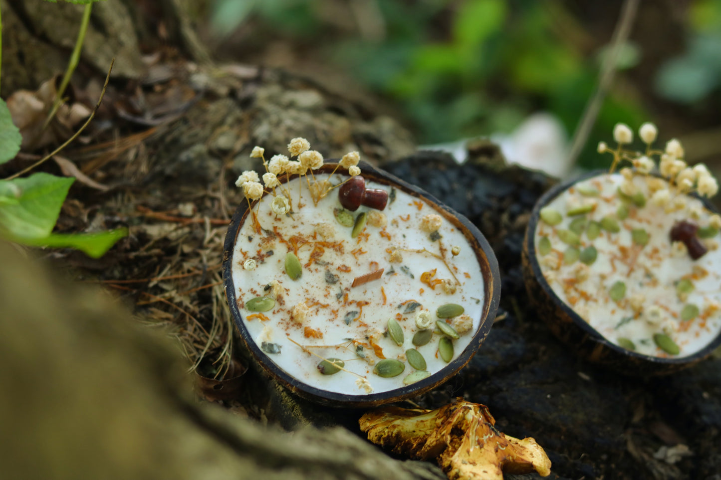 « Mousse d'or » Célébration Mabon