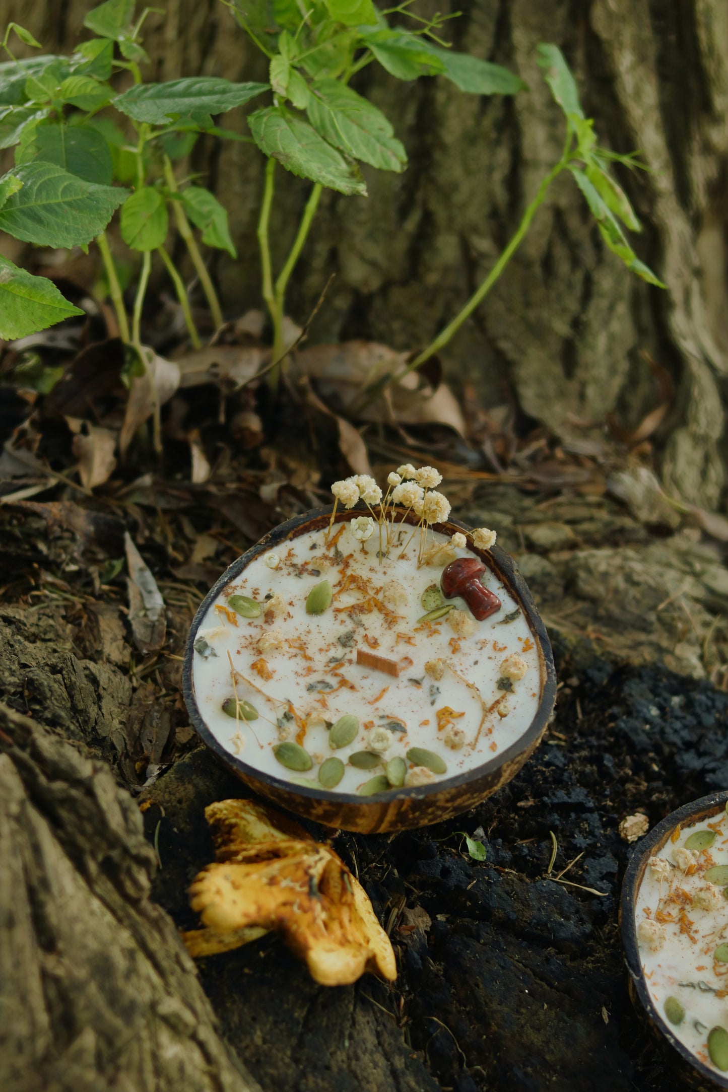 « Mousse d'or » Célébration Mabon