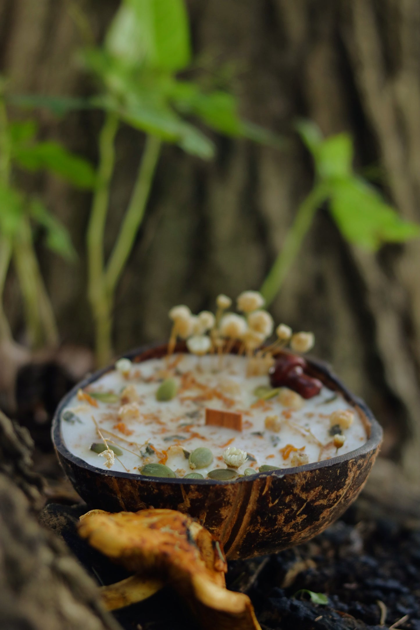 « Mousse d'or » Célébration Mabon